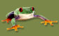 frog