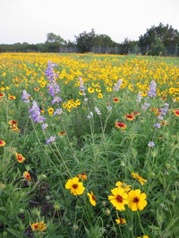 I love Texas wildflowers! (April 2002)